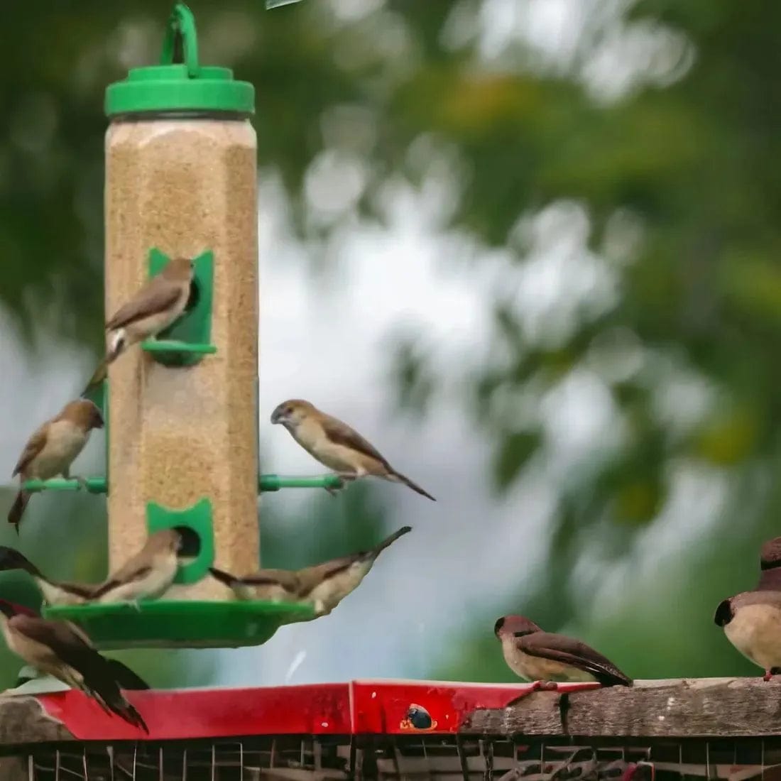 Bird feeder Dreamzhub