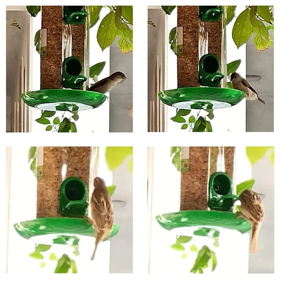 Bird feeder Dreamzhub