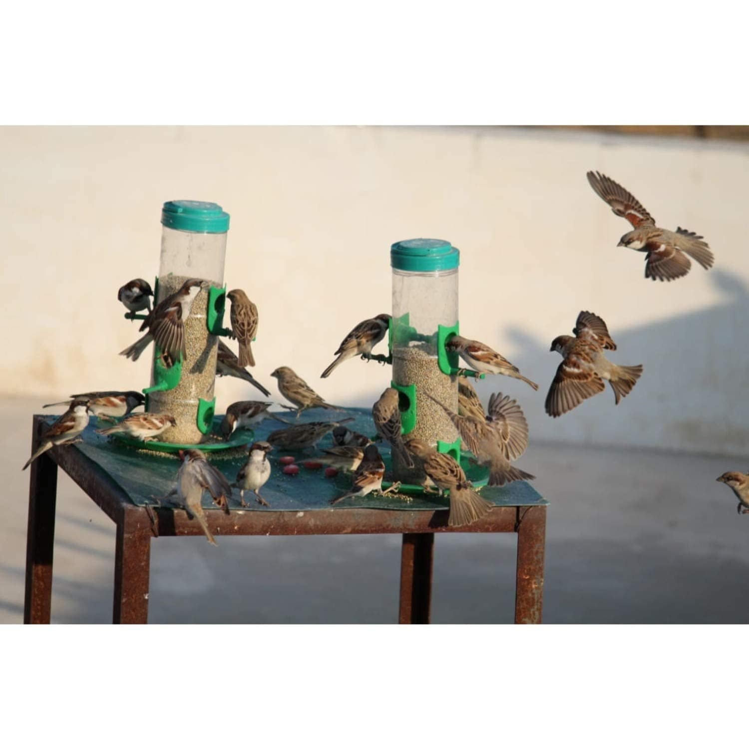 Bird feeder Zaavio®