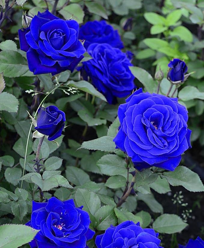 Blue Rose Seeds Blue Rose Seeds Zaavio®