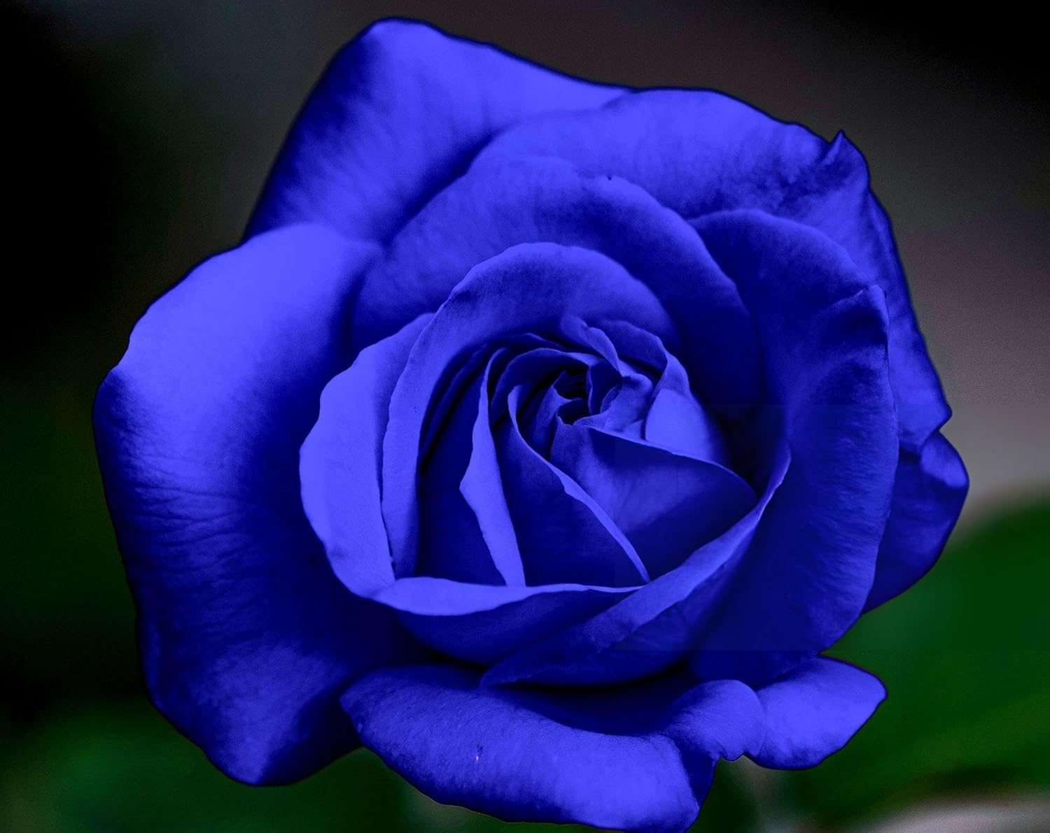 Blue Rose Seeds Blue Rose Seeds Zaavio®