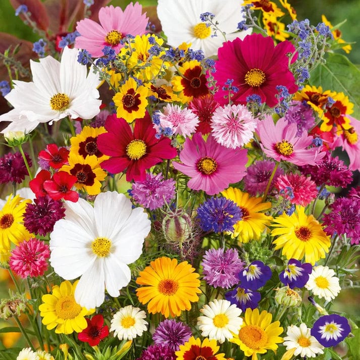 Copy of Mix Flower Seeds (Pack of 100 Seeds) Zaavio®