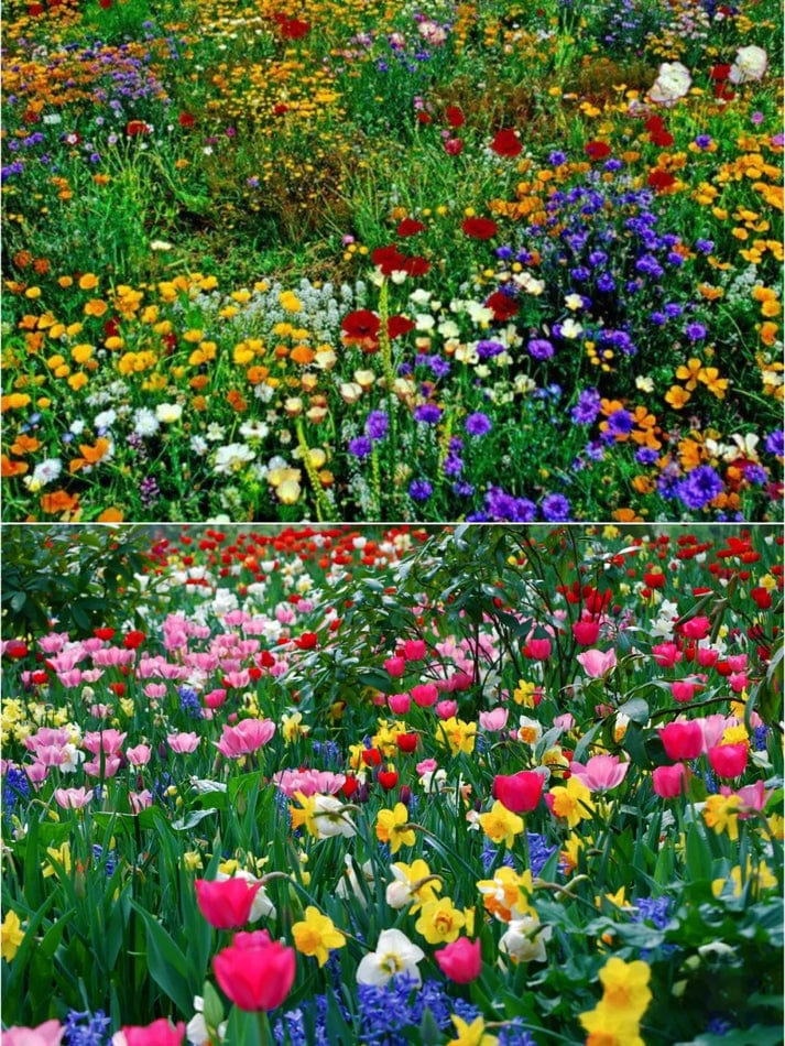 Copy of Mix Flower Seeds (Pack of 100 Seeds) Zaavio®