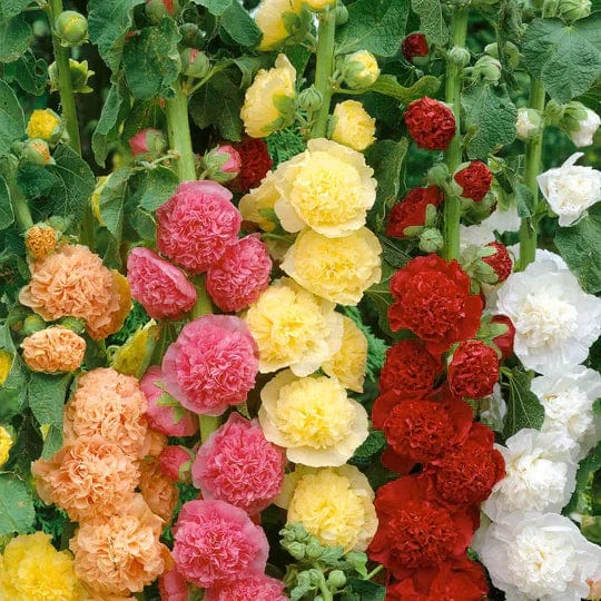Copy of Mix Flower Seeds (Pack of 100 Seeds) Zaavio®