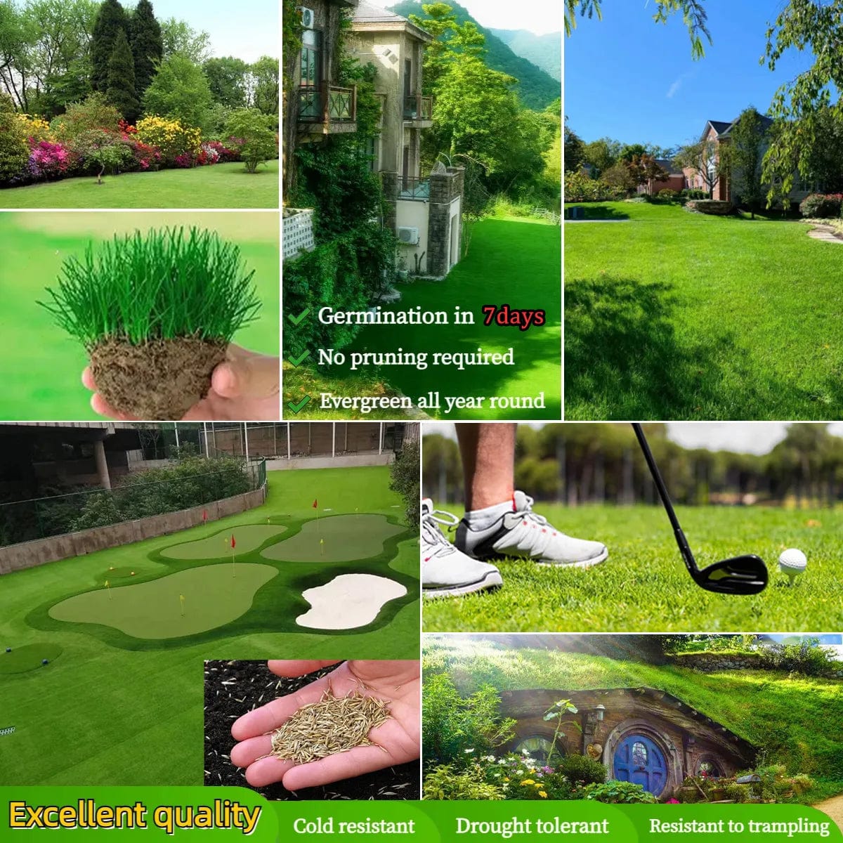 Evergreen Dwarf Grass Seed Evergreen Dwarf Grass Seed Zaavio®