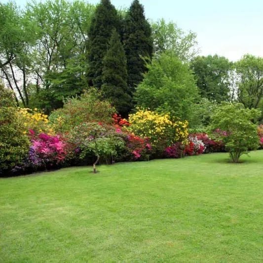 Evergreen Dwarf Grass Seed Evergreen Dwarf Grass Seed Zaavio®