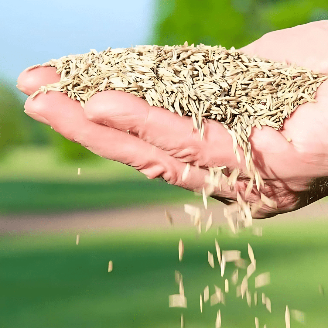 Evergreen Dwarf Grass Seed Evergreen Dwarf Grass Seed Zaavio®