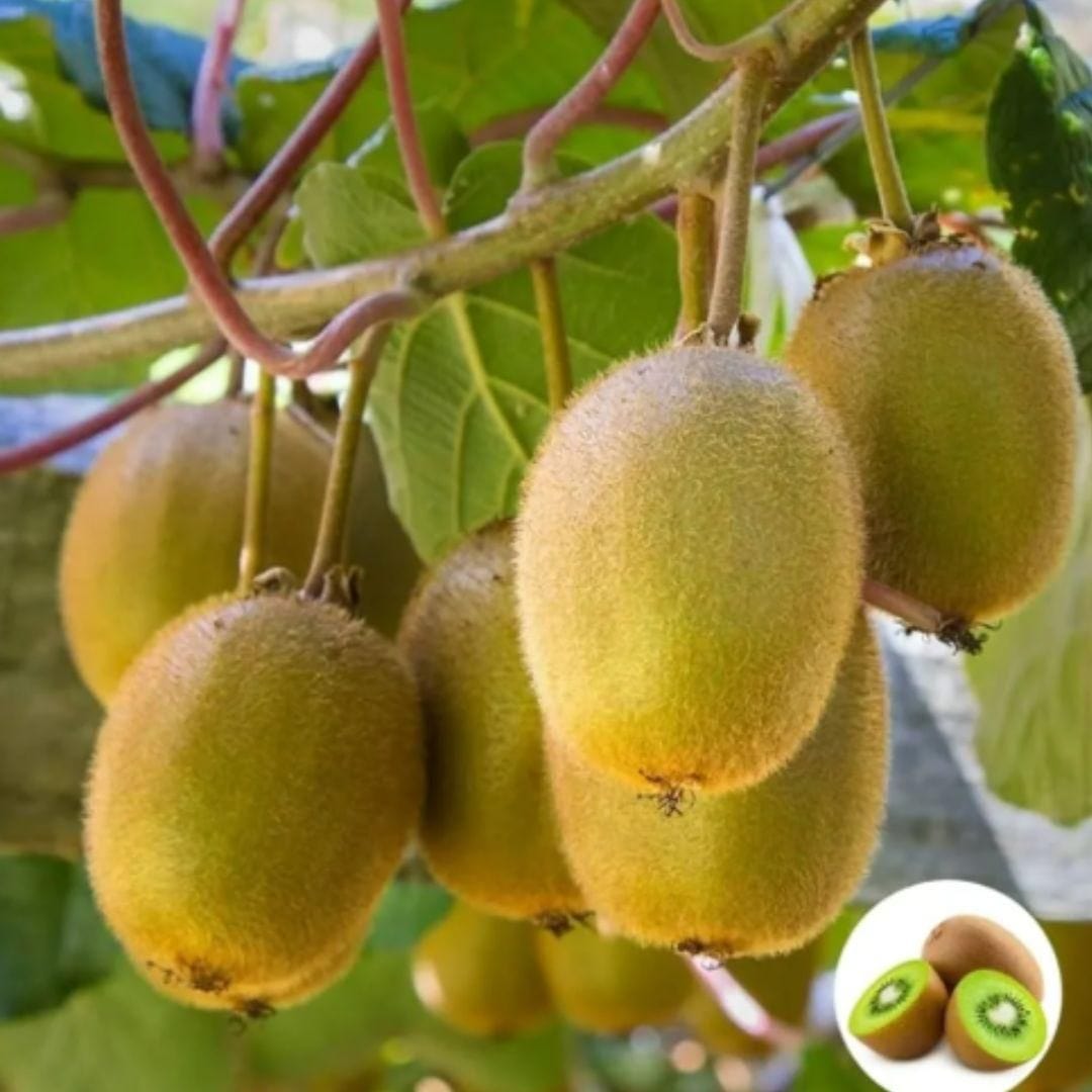 Kiwi Fruit Seeds Flower Kiwi Fruit Seeds Zaavio®