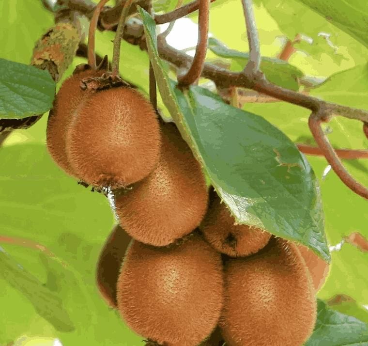 Kiwi Fruit Seeds Flower Kiwi Fruit Seeds Zaavio®