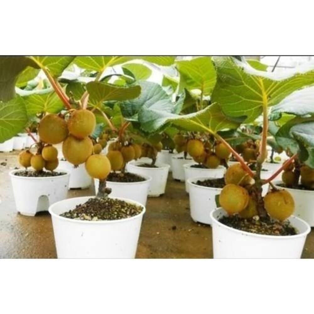 Kiwi Fruit Seeds Flower Kiwi Fruit Seeds Zaavio®