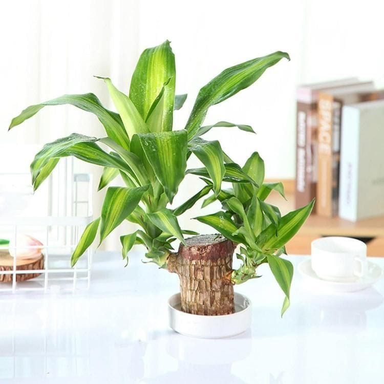 Lucky Brazil Wood Potted Plant Zaavio®