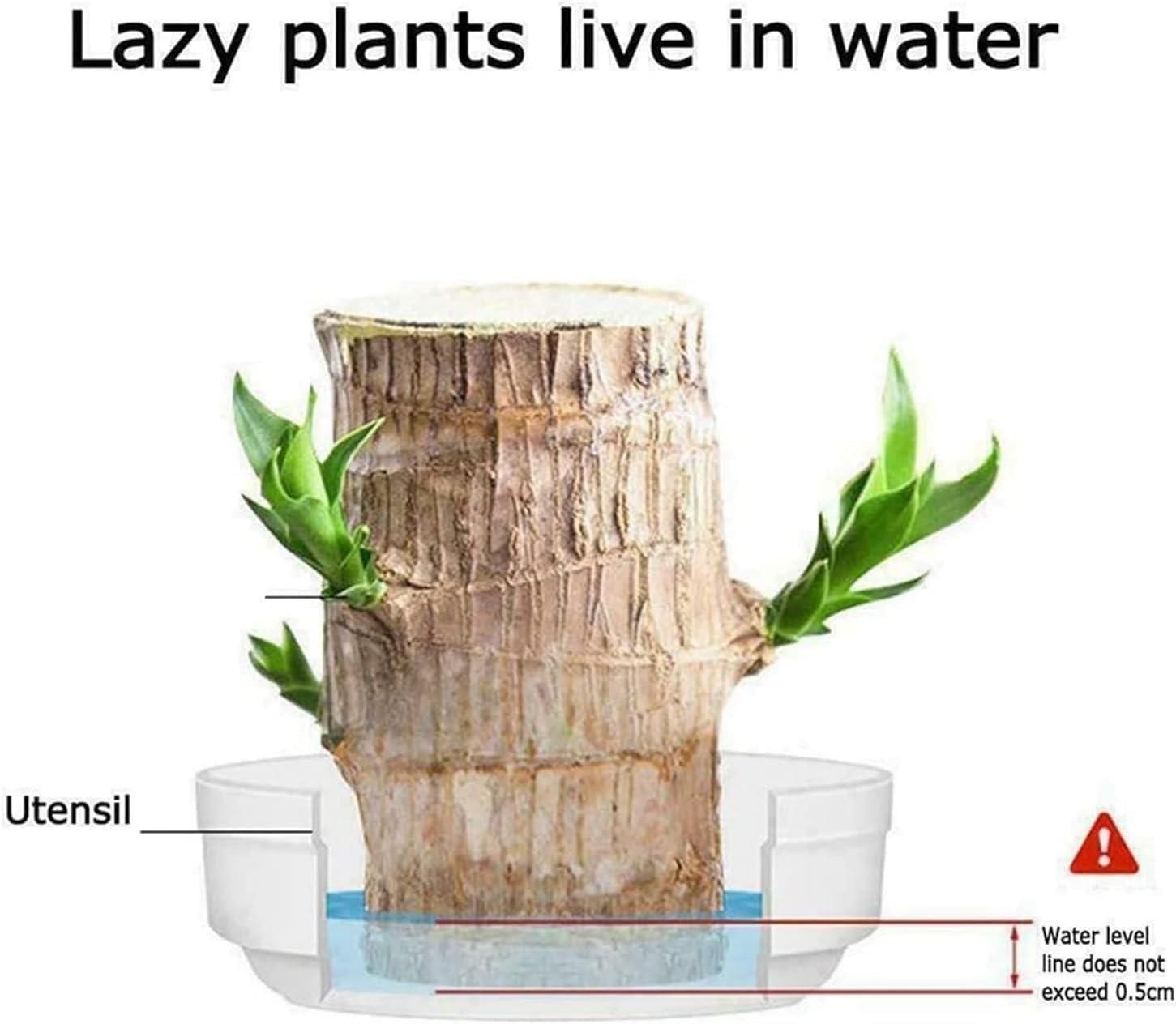 Lucky Brazil Wood Potted Plant Zaavio®