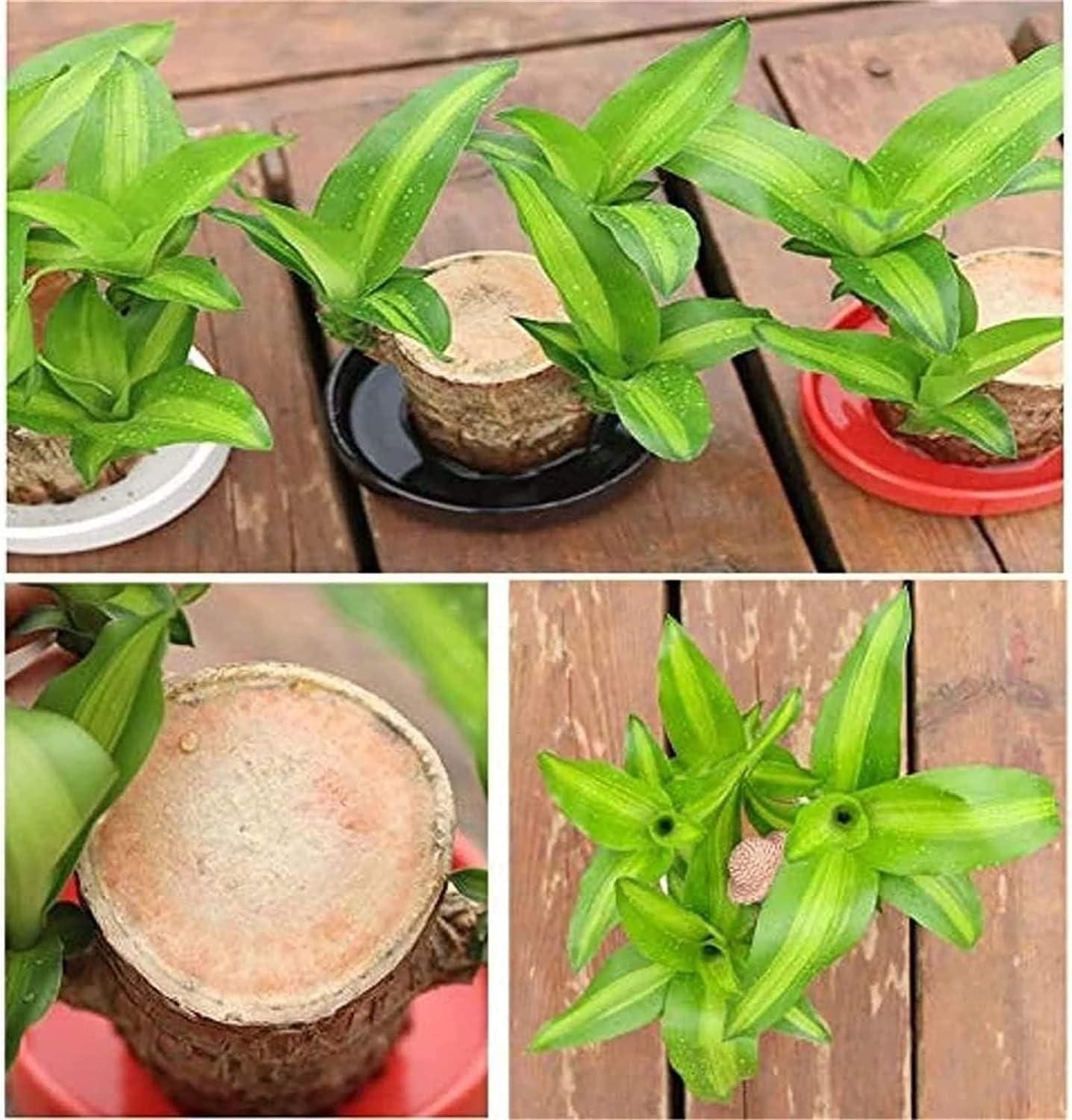 Lucky Brazil Wood Potted Plant Zaavio®