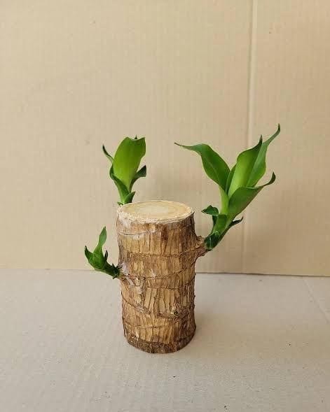 Lucky Brazil Wood Potted Plant Zaavio®