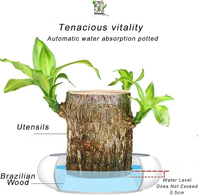 Lucky Brazil Wood Potted Plant Zaavio®