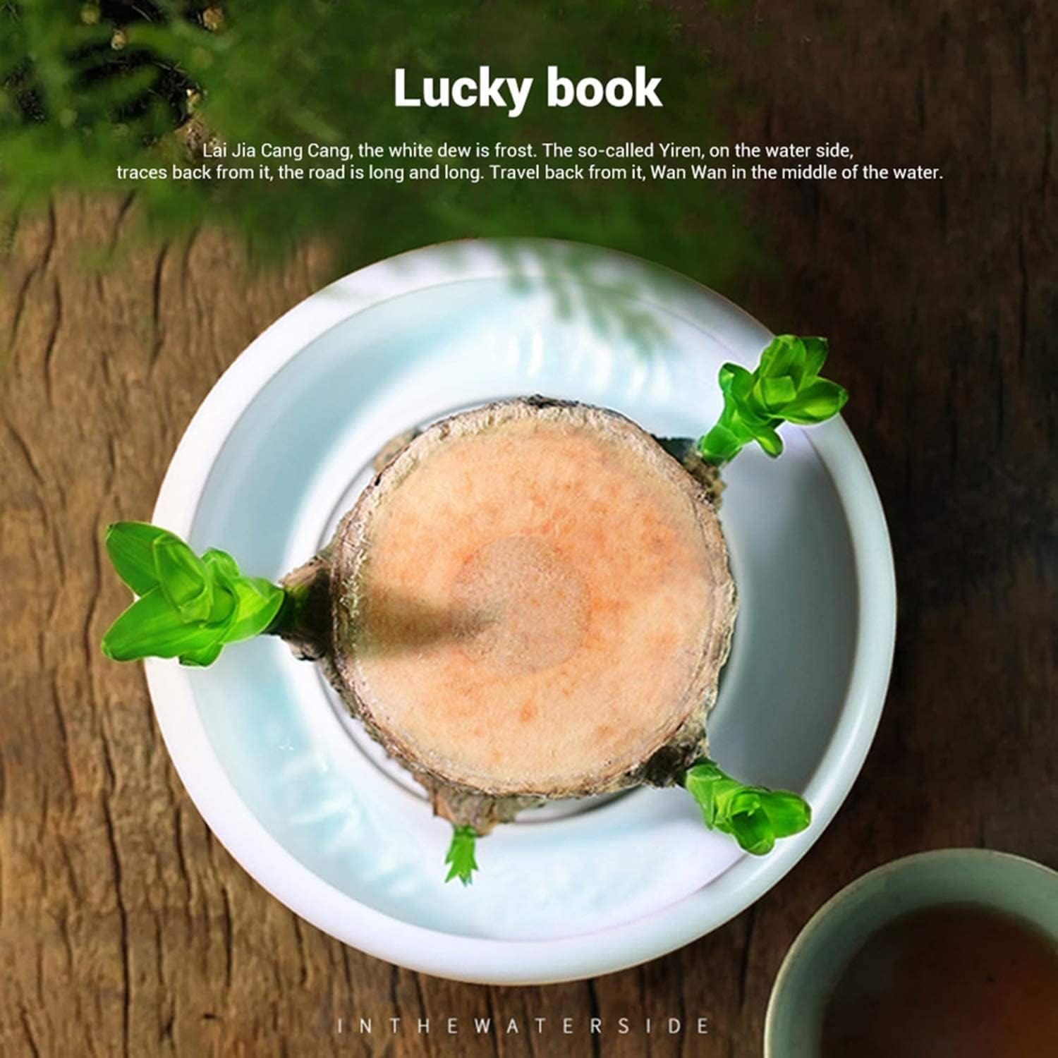Lucky Brazil Wood Potted Plant Zaavio®
