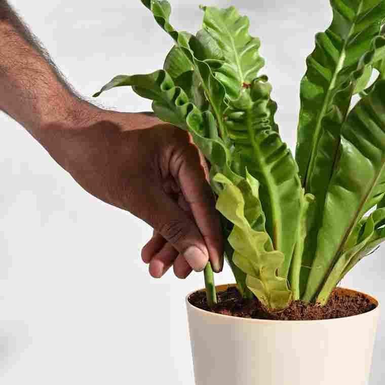 Plant Grow Fertilizer Sticks For Plants - 25 Stick Pack of 1 Zaavio®