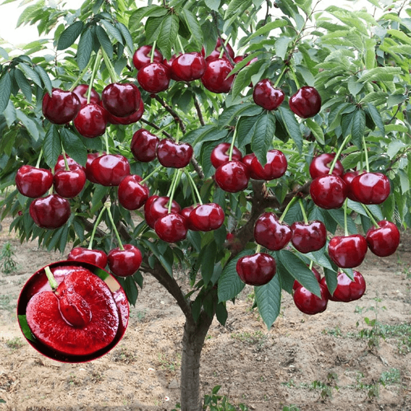 Rainier Cherry Fruit Seeds (100 gms) | Cherry Trees Flower Seeds Garden Organic Seeds Plant Cherry Seeds Rainier Cherry Fruit Seeds (100 gms) Zaavio®