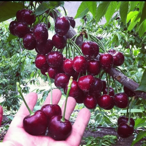 Rainier Cherry Fruit Seeds (100 gms) | Cherry Trees Flower Seeds Garden Organic Seeds Plant Cherry Seeds Rainier Cherry Fruit Seeds (100 gms) Zaavio®