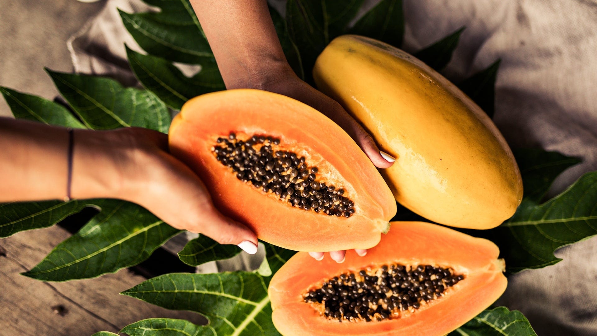 Special Golden Papaya Seeds Pack of 1 (50 seeds) Special Golden Papaya Seeds Zaavio®