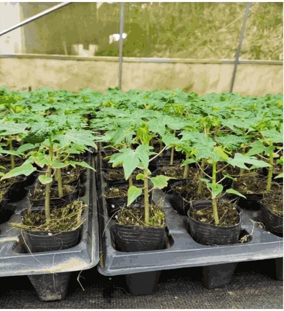 Special Golden Papaya Seeds Pack of 1 (50 seeds) Special Golden Papaya Seeds Zaavio®