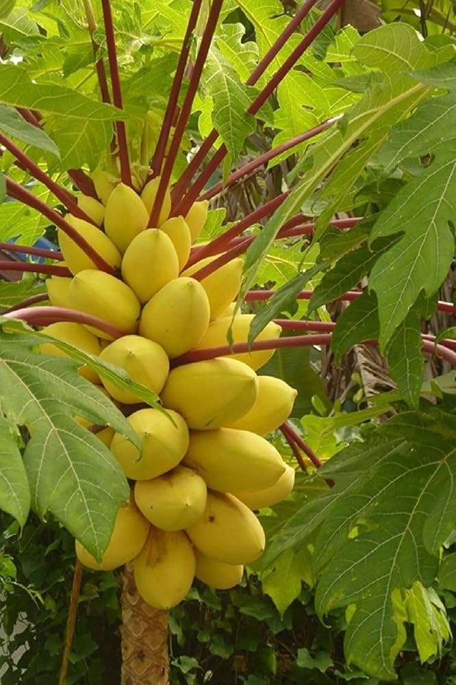Special Golden Papaya Seeds | Papaya Dietary Fiber Nutrients Papaya Seeds Enzyme Vitamins Pack of 1 (50 seeds) Special Golden Papaya Seeds Zaavio®