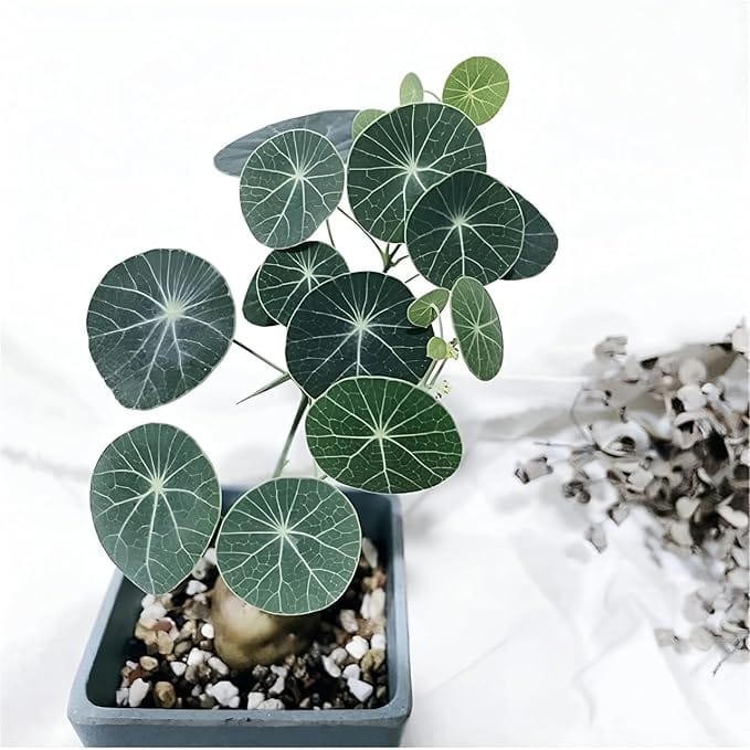 Stephania Erecta Plant Stephania Erecta Plant Zaavio®