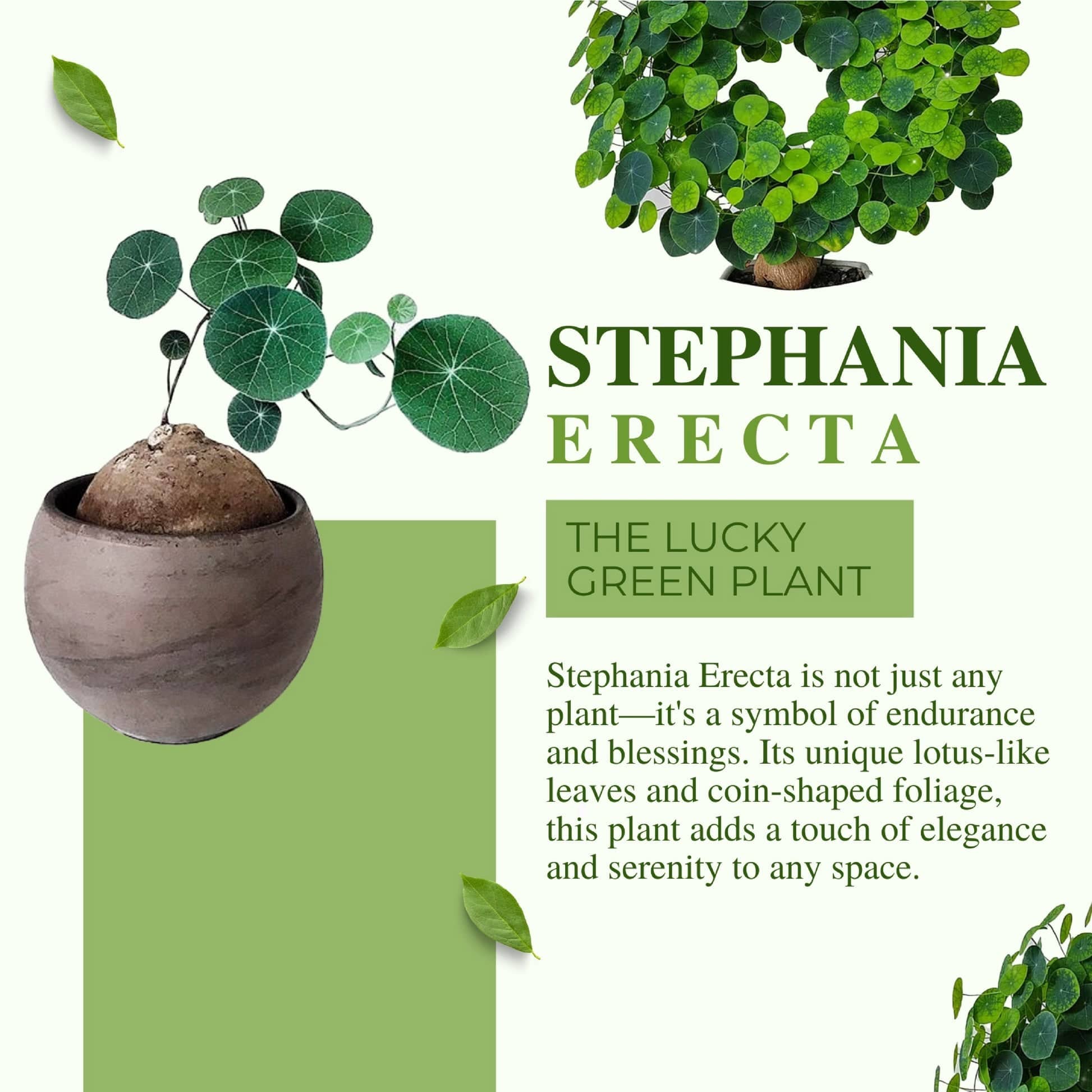 Stephania Erecta Plant Stephania Erecta Plant Zaavio®