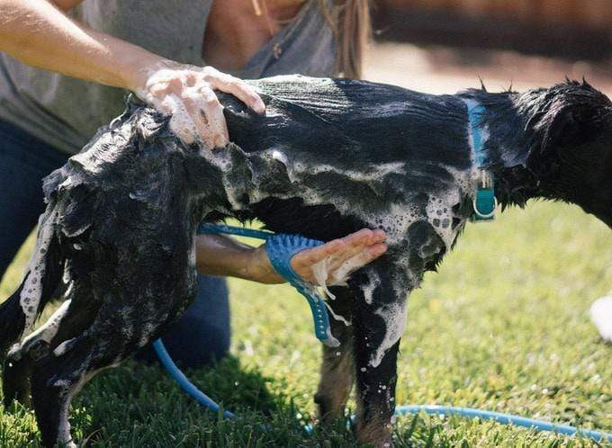 Pet Washer Zaavio®