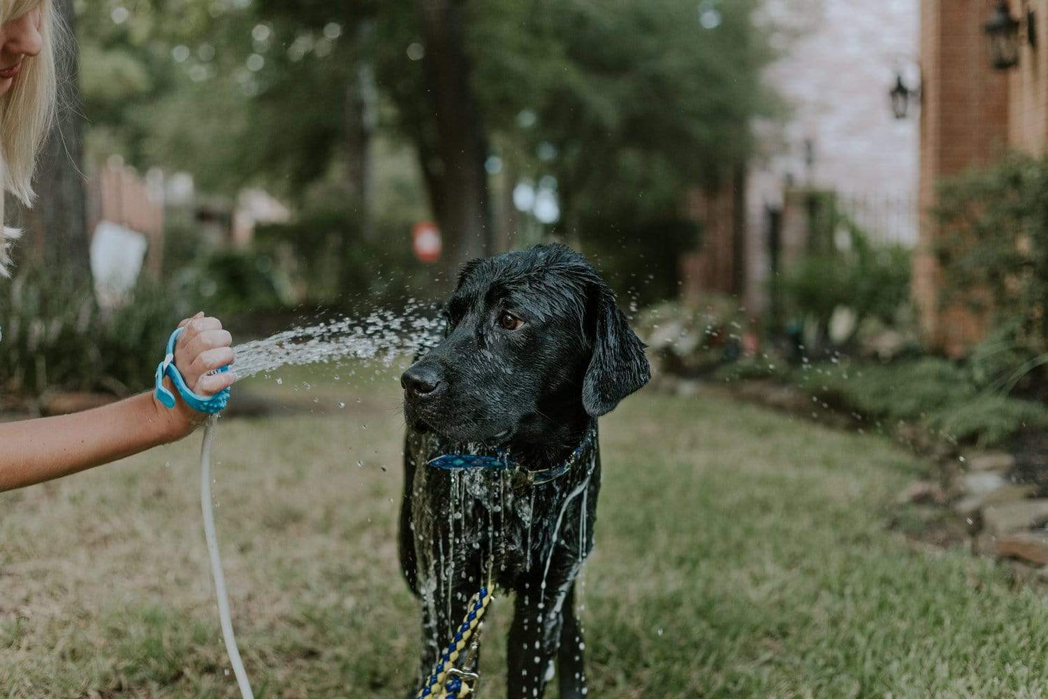 Pet Washer Zaavio®