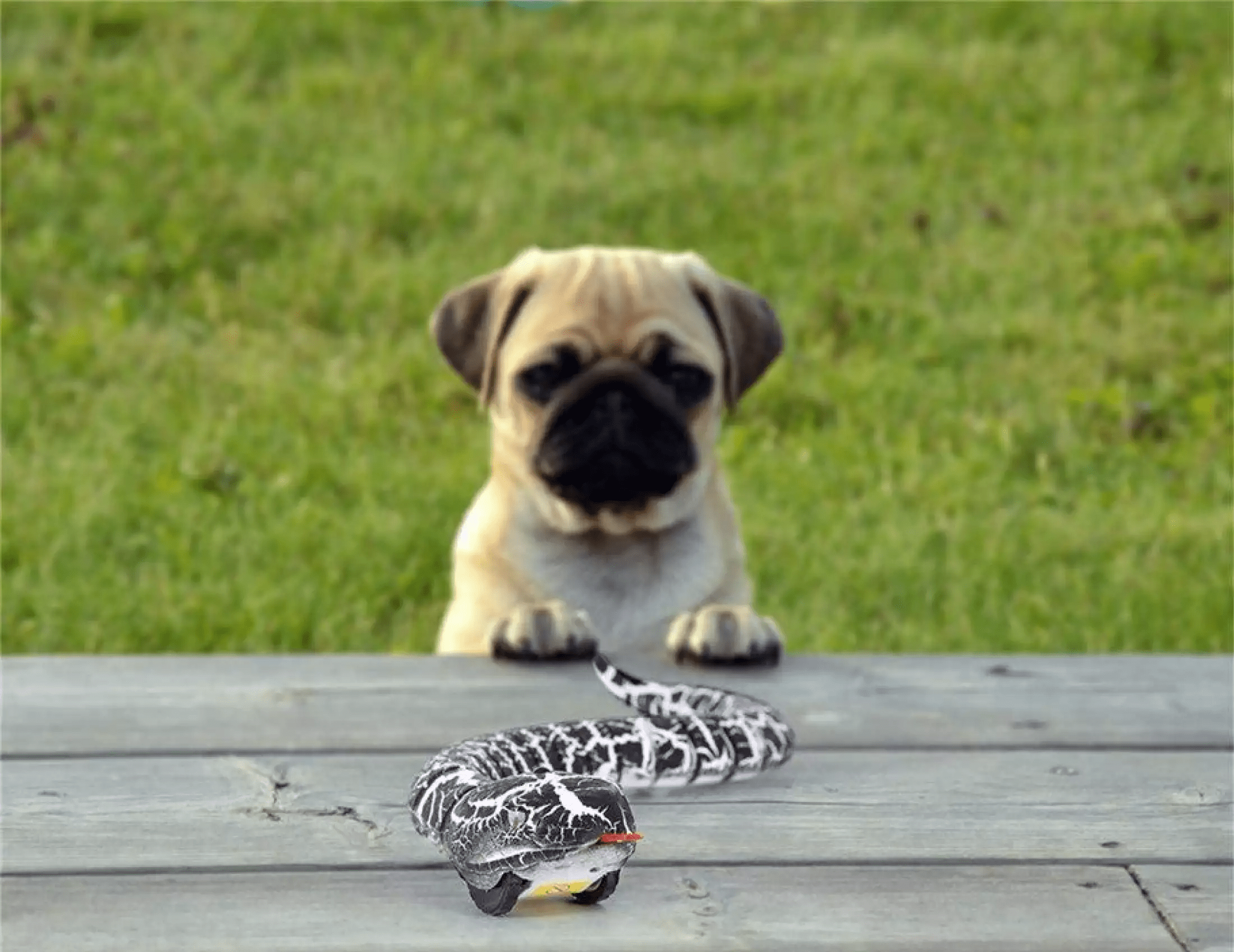 Snake Toy Zaavio®