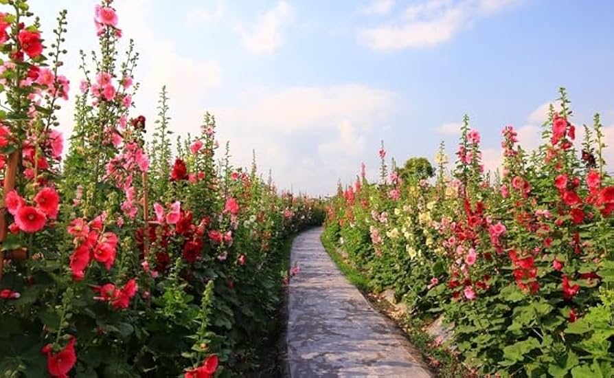 Double Hollyhock Seeds