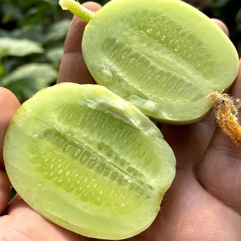 Cucumber Seeds