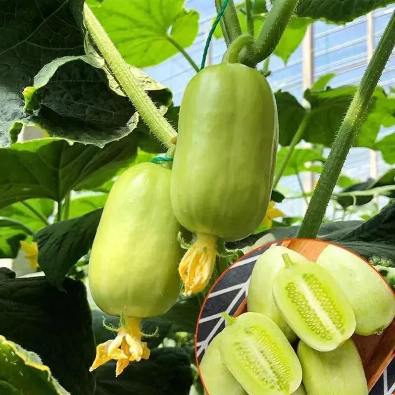 Cucumber Seeds