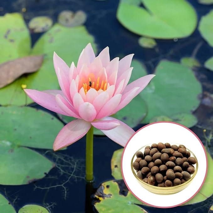 LotusBloom™️ Seeds | Lotus Flower Seeds LotusBloom™️ Seeds Zaavio®