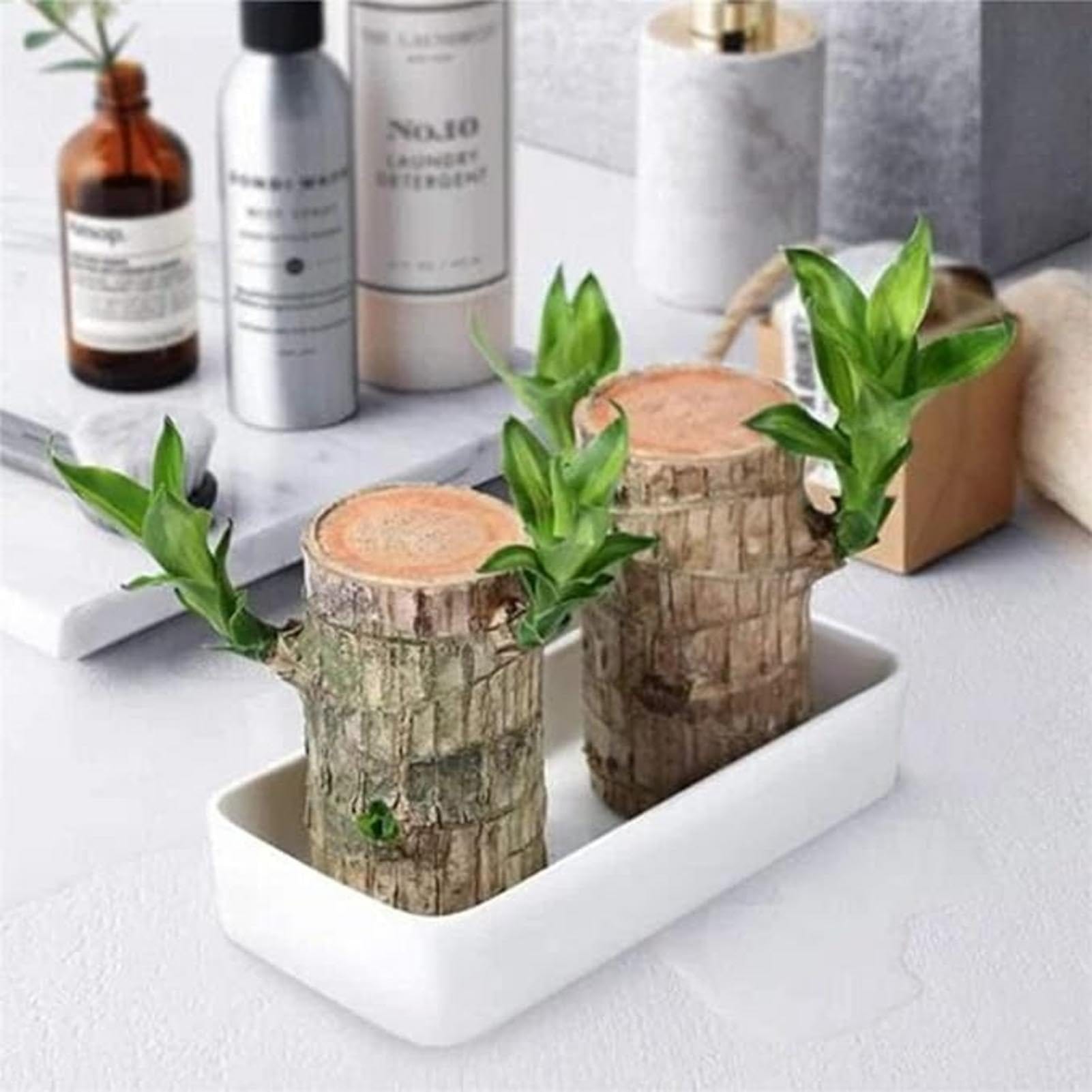 Lucky Brazil Wood Potted Plant Zaavio®