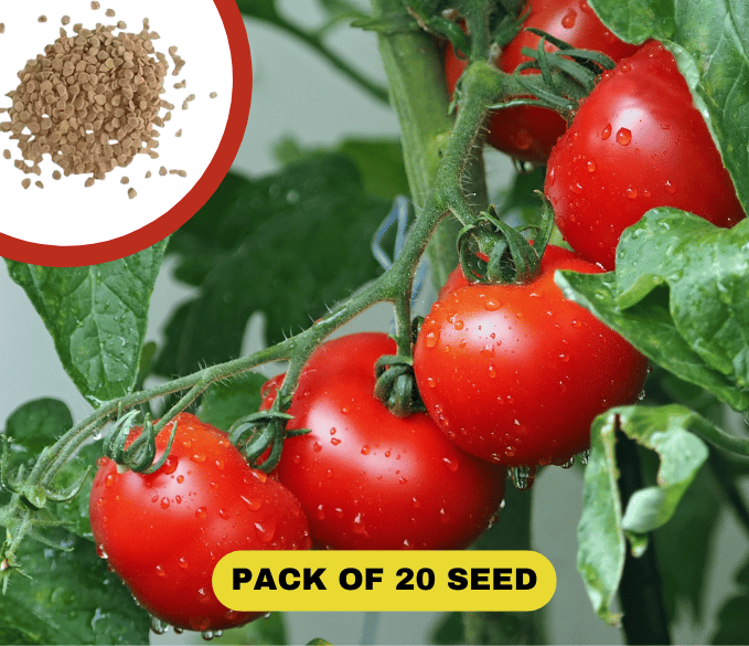 Waterfall Tomato Seeds (20 Seeds) (Copy) Waterfall Tomato Seeds (20 Seeds) (Copy) Zaavio®