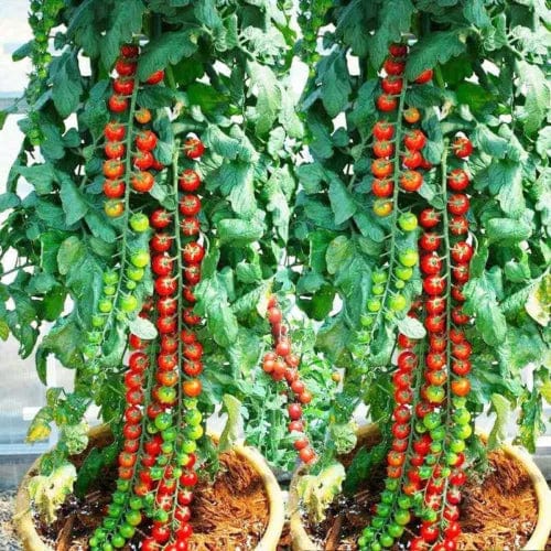 Waterfall Tomato Seeds (300 gms Seeds) | Indoor Plants Tomato Plant For Home Garden Watering Houseplants Waterfall Tomato Seeds (300 gms Seeds) Zaavio®