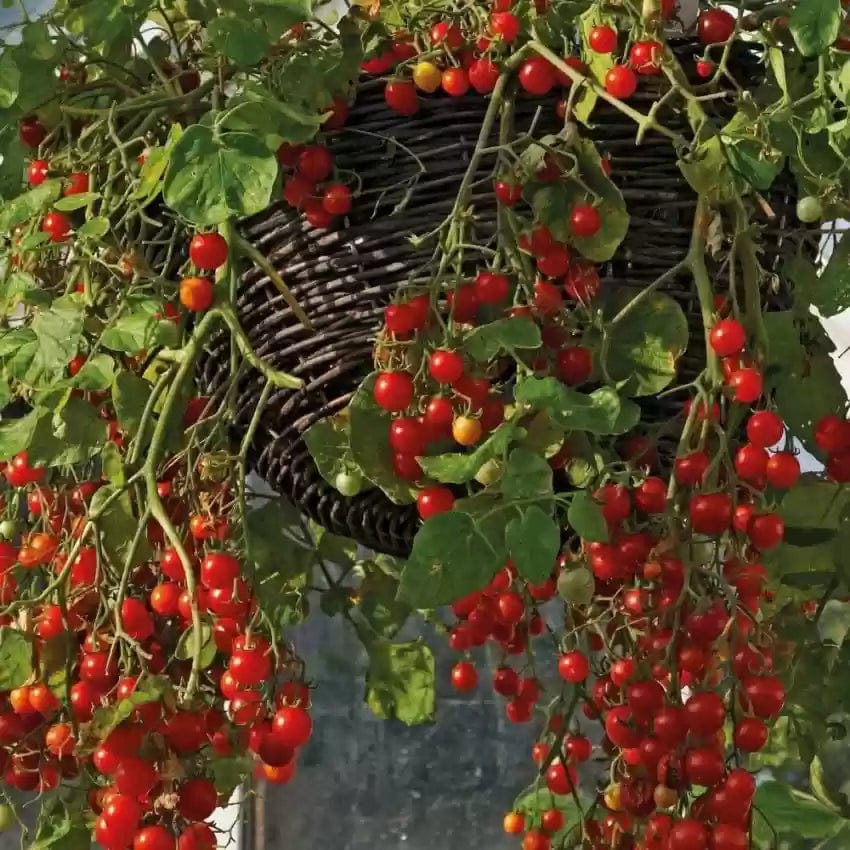 Waterfall Tomato Seeds (300 gms Seeds) | Indoor Plants Tomato Plant For Home Garden Watering Houseplants Waterfall Tomato Seeds (300 gms Seeds) Zaavio®