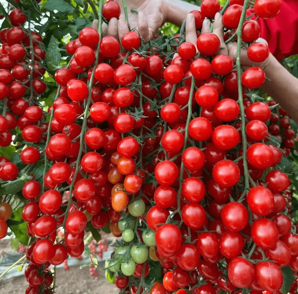 Waterfall Tomato Seeds (300 gms Seeds) | Indoor Plants Tomato Plant For Home Garden Watering Houseplants Waterfall Tomato Seeds (300 gms Seeds) Zaavio®