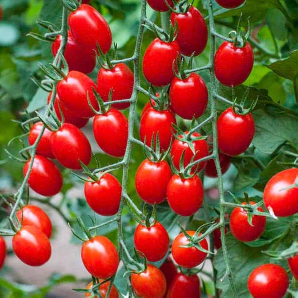 Waterfall Tomato Seeds (300 gms Seeds) | Indoor Plants Tomato Plant For Home Garden Watering Houseplants Waterfall Tomato Seeds (300 gms Seeds) Zaavio®