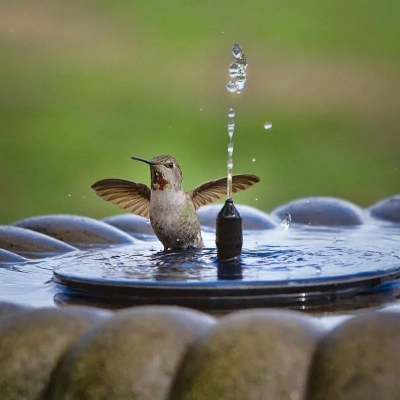 Solar Water Fountain Kit thetuckied